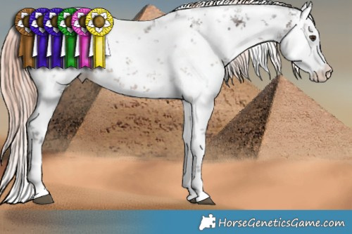 Horse Color:White Spotted Liver Chestnut Sabino Blanket Rabicano
