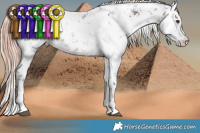 Horse Color:White Spotted Liver Chestnut Sabino Blanket Rabicano 