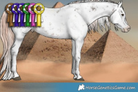 Horse Color:White Spotted Liver Chestnut Sabino Appaloosa Rabicano