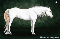 Horse Color:White Spotted Brown Pearl Dun Sabino Appaloosa Rabicano 
