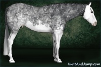 Horse Color:White Spotted Black Splash 