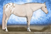 Horse Color:Palomino Blanket 