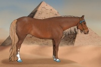 Horse Color:Chestnut Sabino
