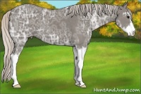 Horse Color:Silver Black Ice Sabino 