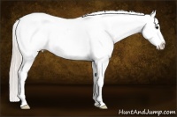 Horse Color:Silver Grullo Roan Sabino Splash Blanket