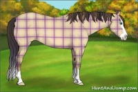 Horse Color:Plaid Amber Champagne Dun Sabino Splash