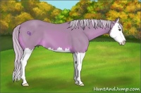 Horse Color:Watercolor Palomino Sabino Splash 
