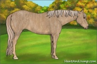 Horse Color:White Spotted Palomino Sabino Frame Brindle