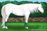 Horse Color:Gold Cream Champagne Splash Appaloosa 