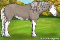 Horse Color:Silver Grullo Splash