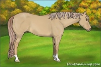 Horse Color:Palomino Dun 