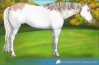 Horse Color:Silver Brown Dun Sabino Splash 