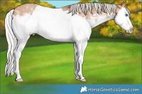 Horse Color:Silver Brown Dun Sabino Splash