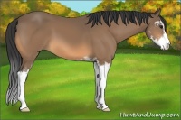 Horse Color:Buckskin Sabino