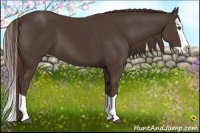 Horse Color:Liver Chestnut Splash 
