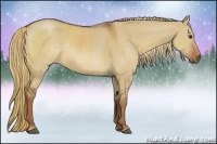 Horse Color:Red Dun Rabicano