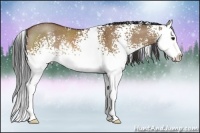 Horse Color:White Spotted Bay Dun Splash Rabicano