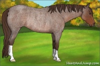 Horse Color:Liver Red Roan Rabicano 
