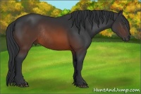 Horse Color:Brown Rabicano 