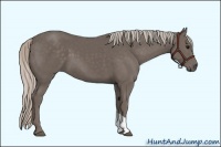 Horse Color:Silver Black 