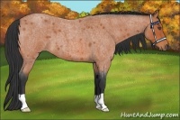 Horse Color:Bay Roan 