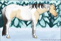 Horse Color:Buckskin Roan Dun Tobiano