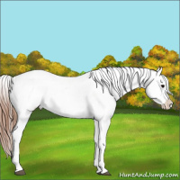 Horse Color:Brown Appaloosa