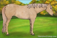Horse Color:Palomino 