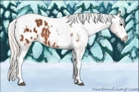 Horse Color:Silver Bay Splash Tobiano Appaloosa 
