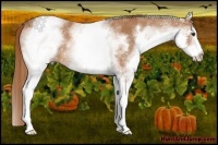 Horse Color:White Spotted Chestnut
