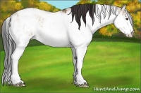 Horse Color:Bay Dun Sabino