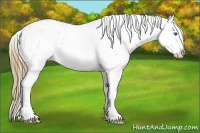 Horse Color:Buckskin Sabino Splash Appaloosa