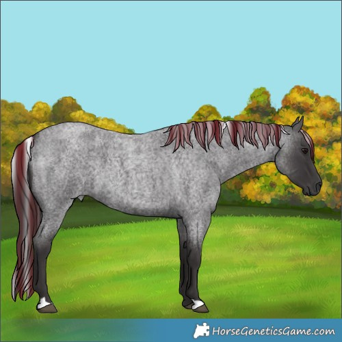 Horse Color:Unknown 