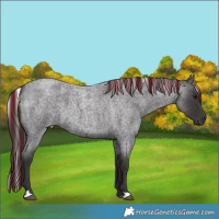 Horse Color:Unknown 