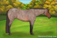 Horse Color:Bay Roan Brindle