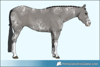 Horse Color:Grullo Ice Sabino Tobiano