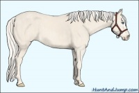Horse Color:Cremello Sabino  Brindle