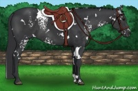 Horse Color:White Spotted Black 