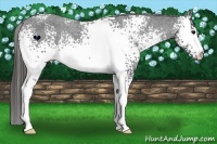 Horse Color:White Spotted Black Appaloosa 