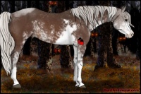 Horse Color:Silver Bay Sabino