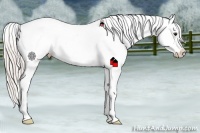 Horse Color:Silver Brown Near Leopard