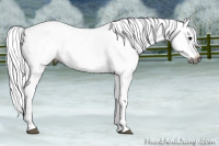 Horse Color:Gray Black Snowflake Varnish