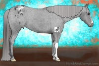 Horse Color:Black Appaloosa 