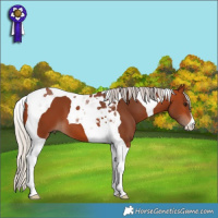 Horse Color:Silver Bay Tobiano 