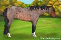Horse Color:Bay Roan 