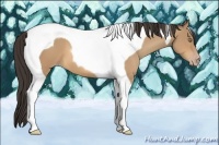 Horse Color:Amber Champagne Tobiano 