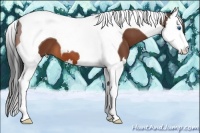 Horse Color:Bay Splash Tobiano