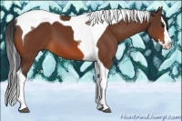 Horse Color:Bay Sabino Splash Tobiano