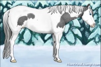 Horse Color:Black Splash Tobiano Appaloosa