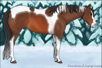 Horse Color:Bay Splash Tobiano